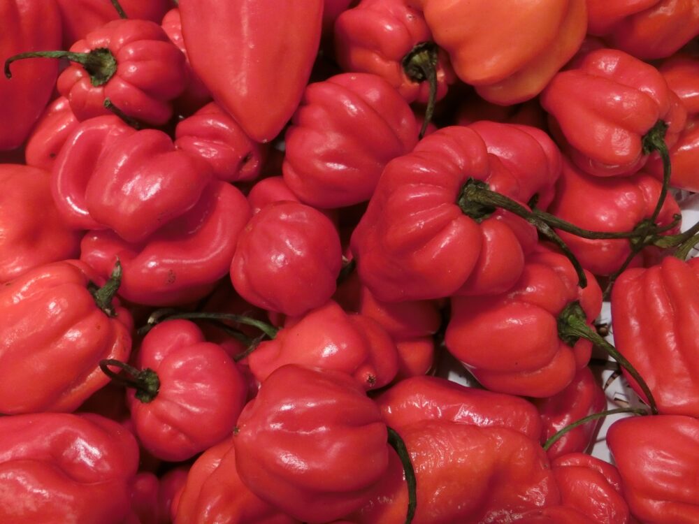 habanero-gf9f0f351b_1920