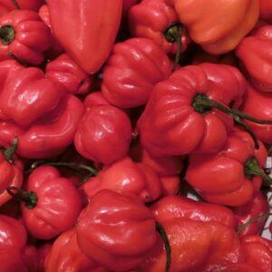 Habanero des Caraïbes