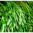 liseron d'eau bamboo blanc