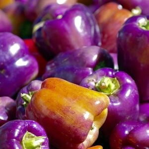 Poivron Beauté Violette