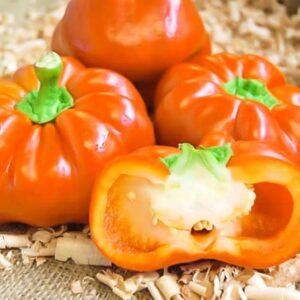 Poivron Citrouille