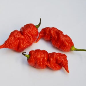 Piment Spiral de la mort