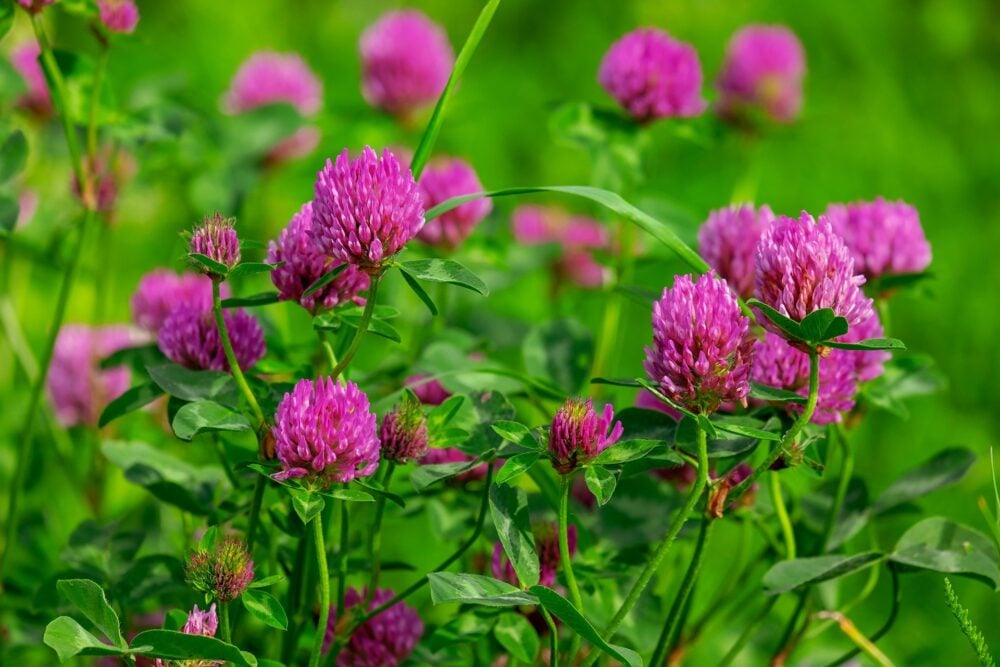 trefle-magenta-semence-canada trefle-magenta-semence-canada