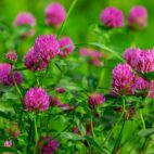 trefle-magenta-semence-canada