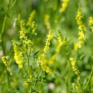 Trèfle Jaune Sucré