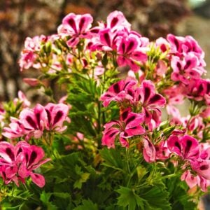 Géranium Odorant ( Attar of Roses )