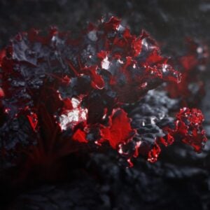 Laitue Merlot ( Lollo Rosso Merlot)
