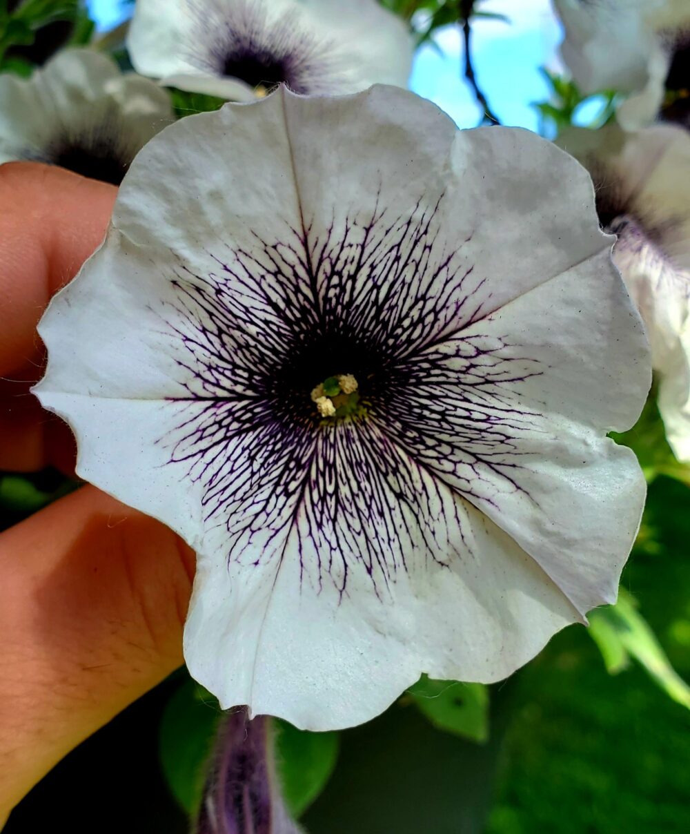 petunia-tigre-blanc