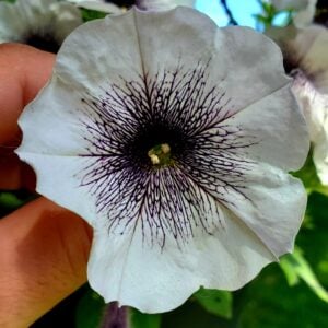 Pétunia Tigre Blanc