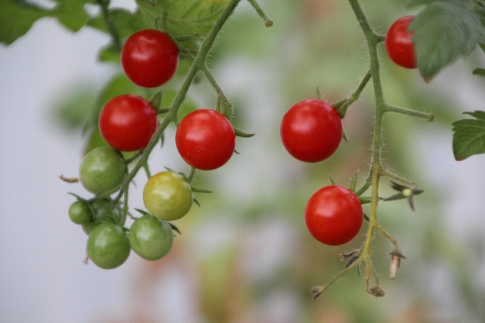 tomatoes-gb519924de_1920 tomatoes-gb519924de_1920