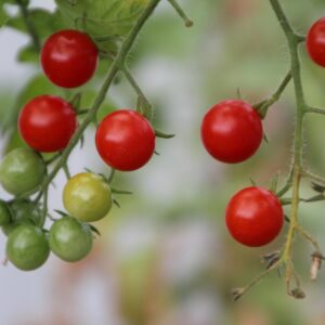 Solanum Pimpinellifolium Tomate sauvage d'équateur