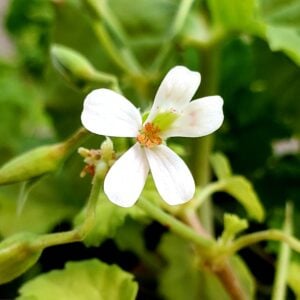 Géranium Odorant (Pomme Verte)