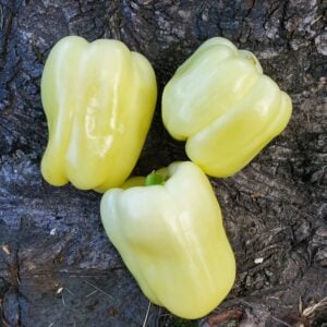 Poivron Blanc Nordique