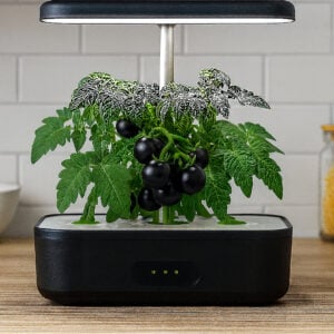 Micro Tomate Inkspot