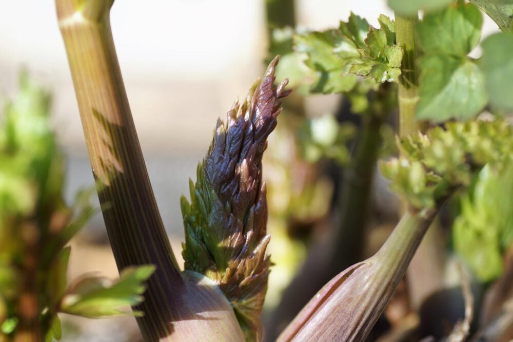 lovage-ga3c96758e_1920 lovage-ga3c96758e_1920
