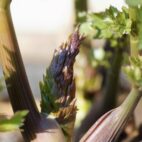 lovage-ga3c96758e_1920