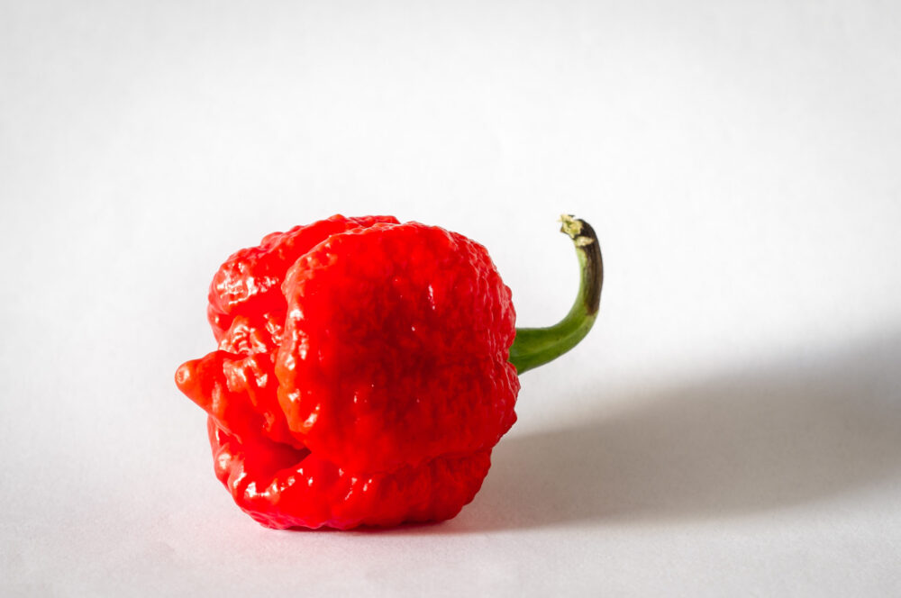trinidad-moruga-scorpion-semence-canada trinidad-moruga-scorpion-semence-canada