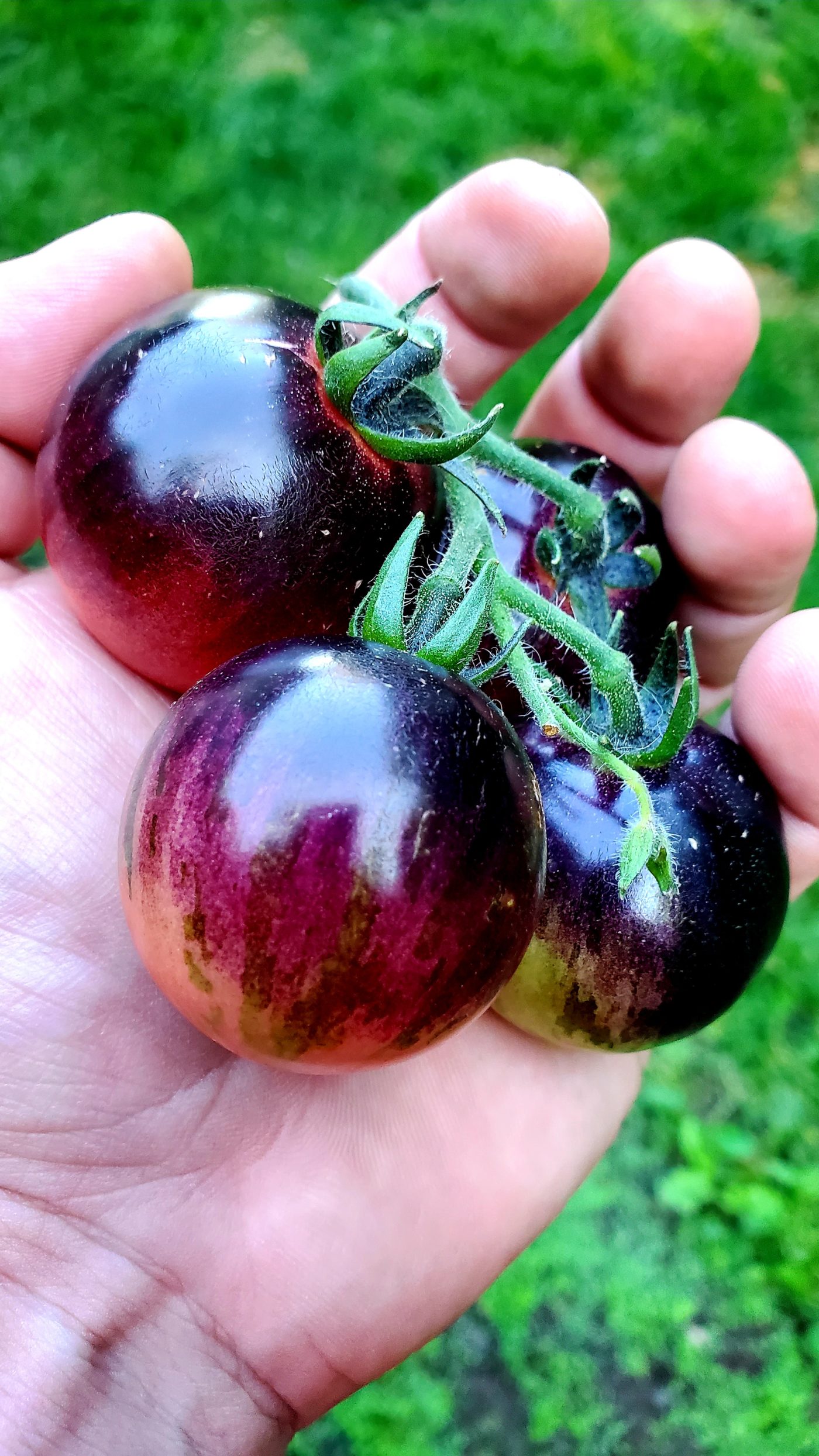 Tomate Cerise Noire à La Fraise Semence Canada