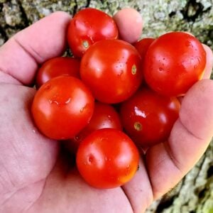 Tomate Mini Ruée