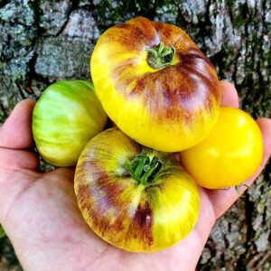 Tomate Couleur Primaire