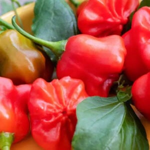 Piment Chapelier Fou