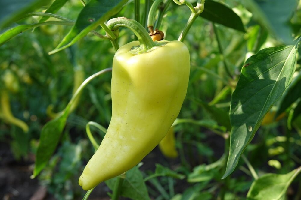 hungarian hot wax hungarian hot wax