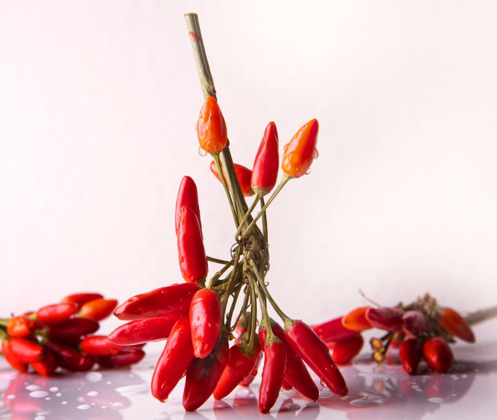 piment de arbol piment de arbol