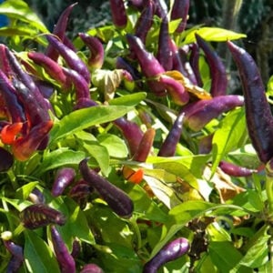 Piment Micro Mascarade