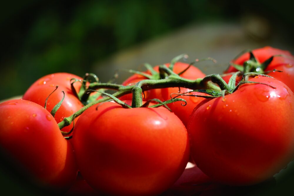tomatoes-gd6fa77cb3_1920
