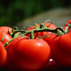 Tomate Beefsteak Nain