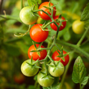  Kamatis Na Ligaw Tomate sauvage des Philippines