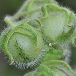 Solanum Habrochaites Tomate sauvage Péruvienne