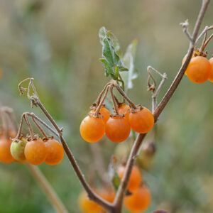 Solanum villosum Tomate sauvage Australienne