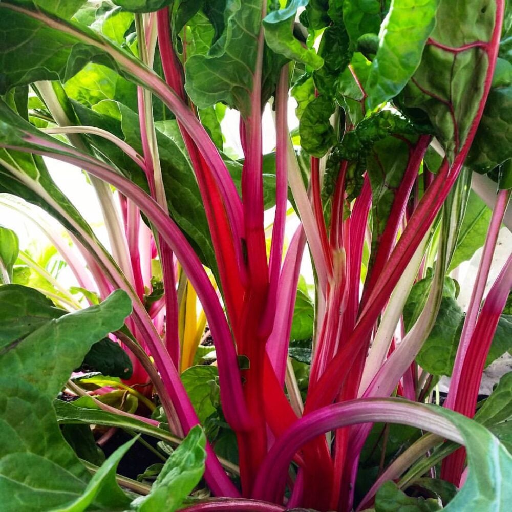 bette a carde magenta