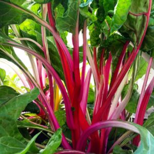 Bette à Carde Magenta