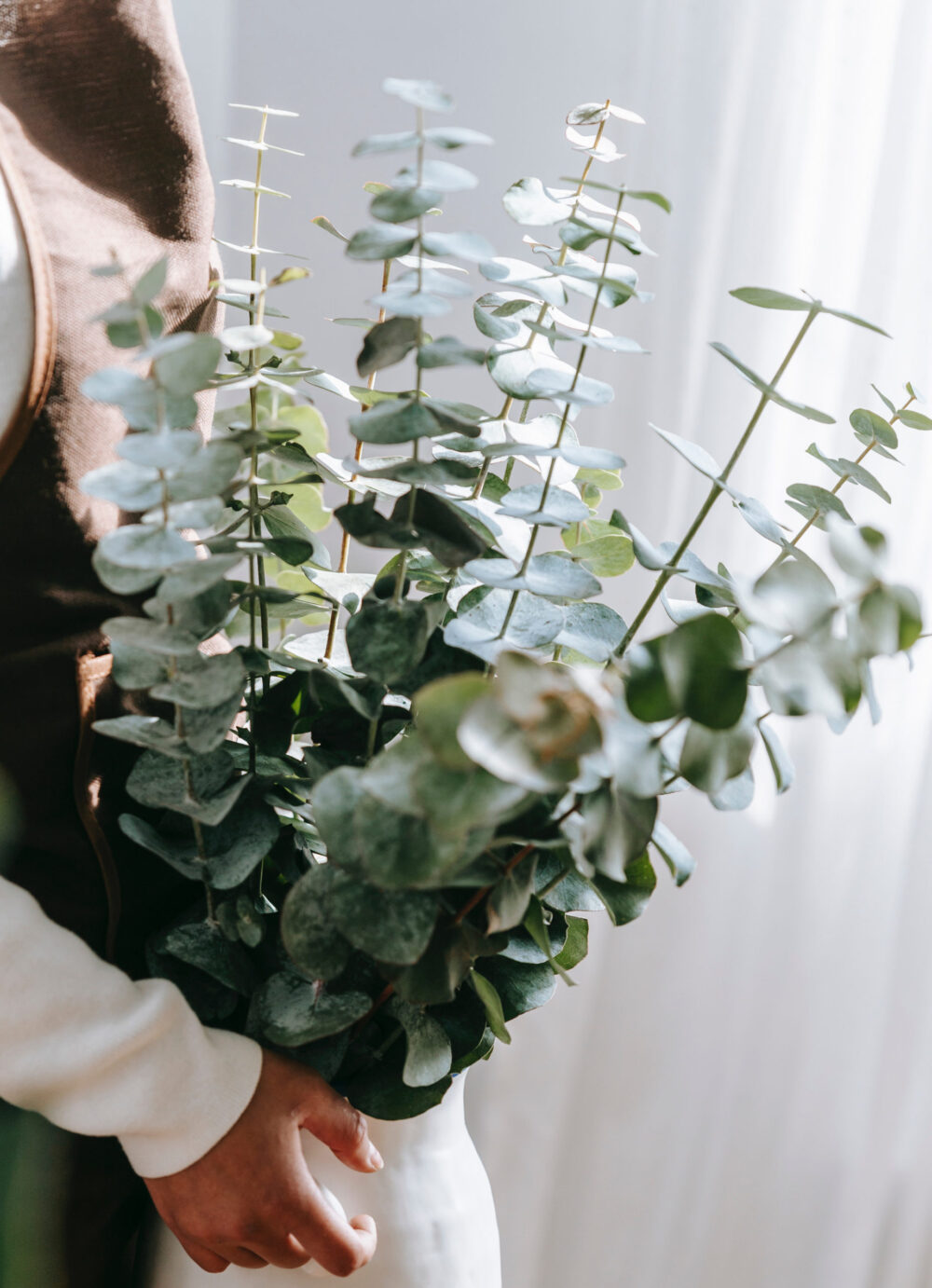 eucalyptus baby blue (1)