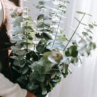eucalyptus baby blue (1)