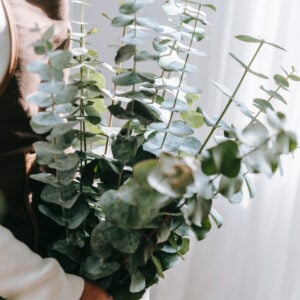 Eucalytpus Baby Blue Bouquet