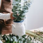 eucalyptus baby blue 2