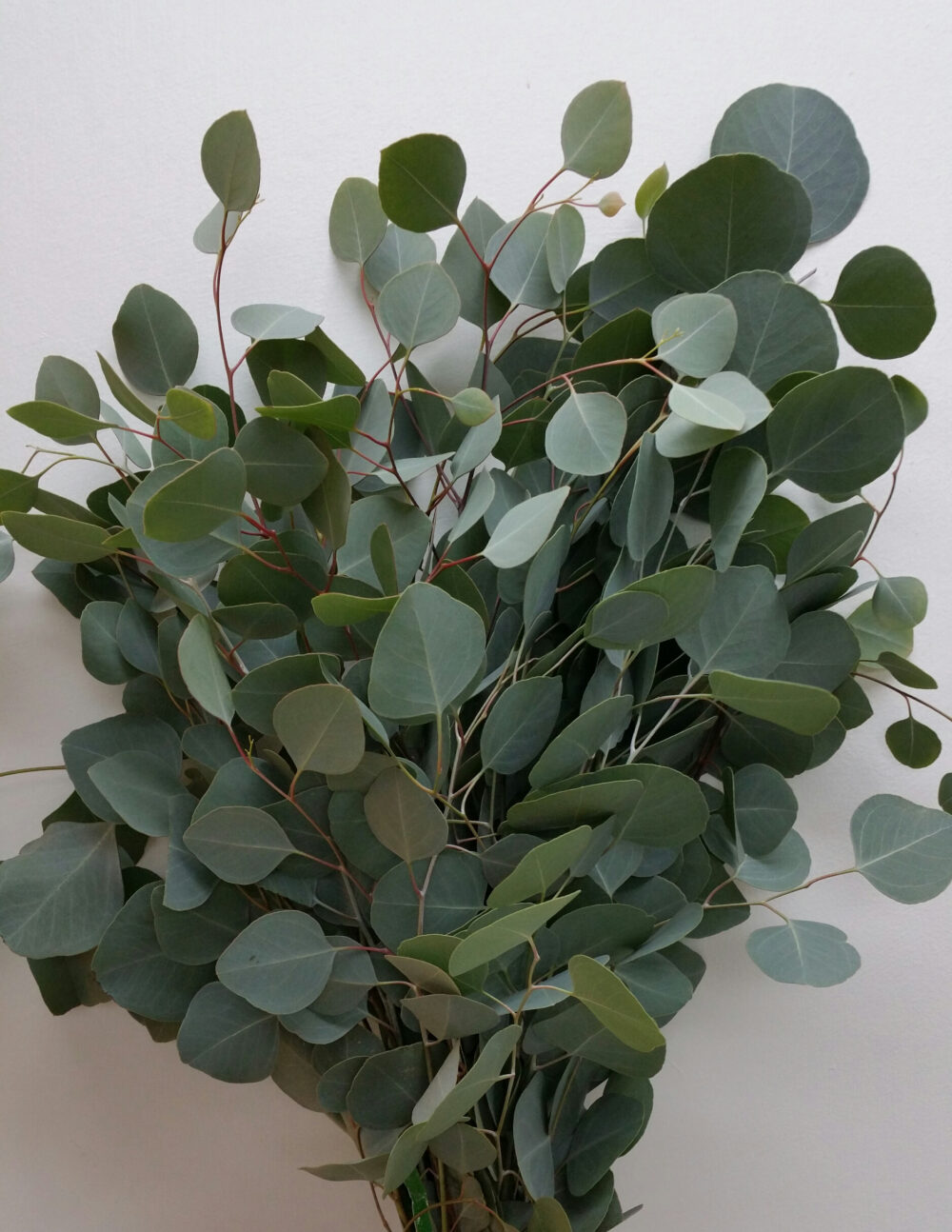 eucalyptus bouquet eucalyptus bouquet