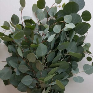 Eucalyptus Silver Dollar