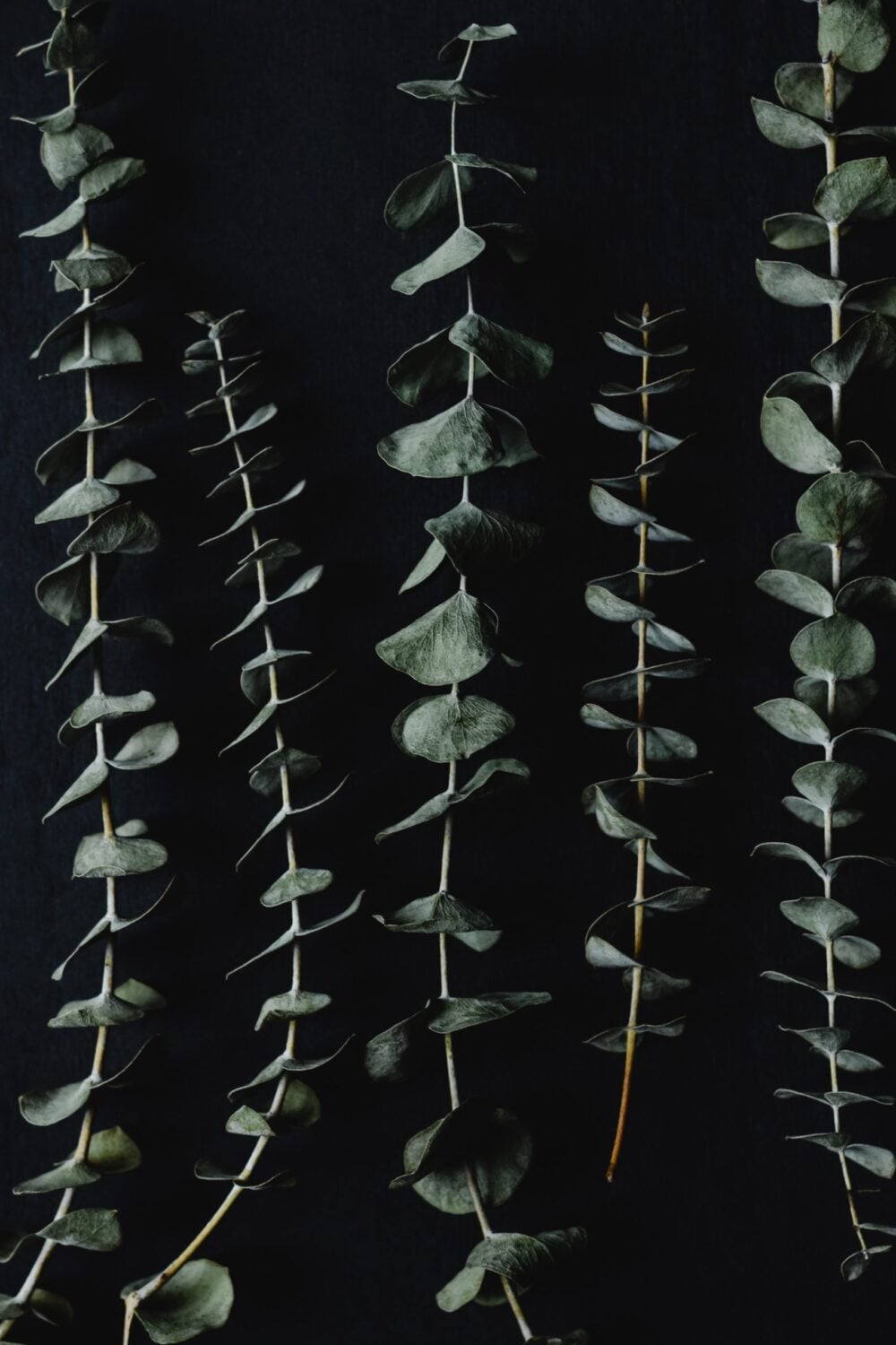 eucalyptus secher