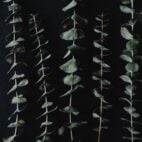 eucalyptus secher