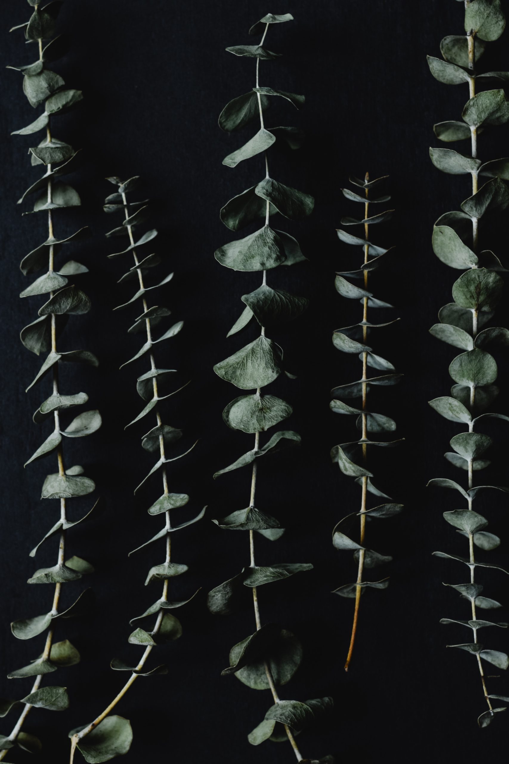 Branches Fraîches Coupées De La Plante Bleu Bébé Eucalyptus à L