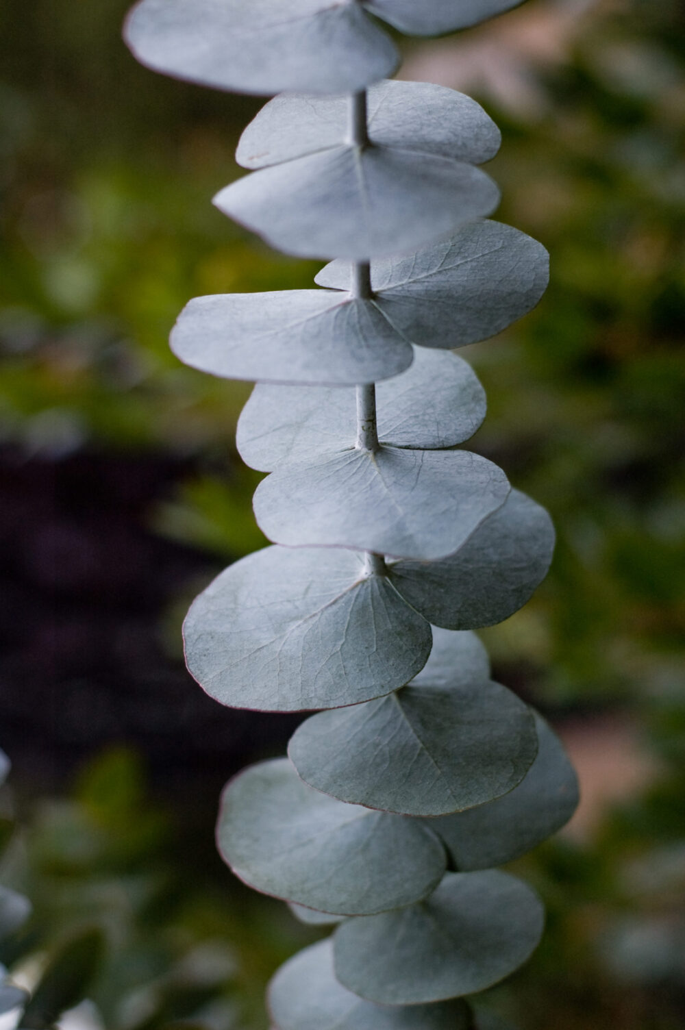 eucalyptus silver dollar eucalyptus silver dollar