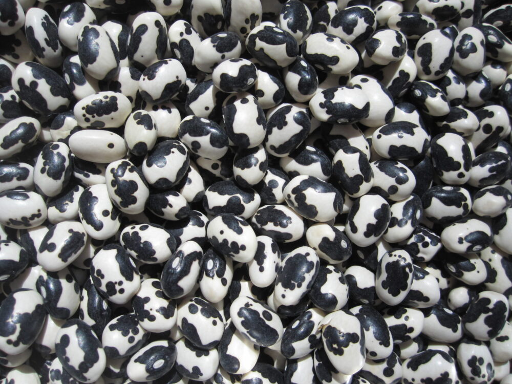 haricot Calypso haricot Calypso
