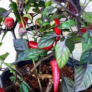 Le Piment à Math