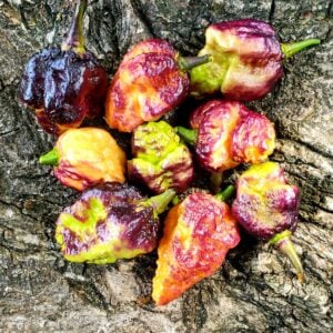 Piment Pockmark Peach