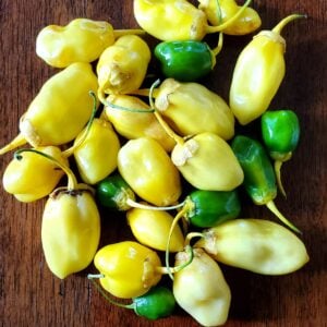 Piment Bubblegum