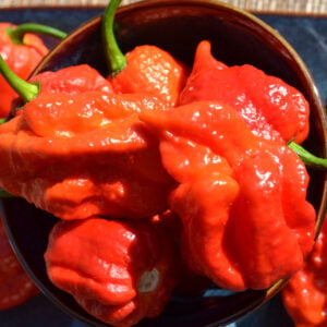 Piment Armageddon